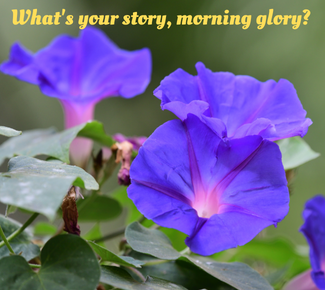 Photo of purple morning glories, with words at the top: What's your story, morning glory? 